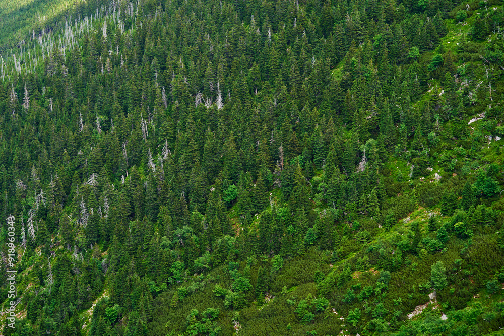 Fototapeta premium Dense forest with lush green trees covering mountain slope. Hiking and adventures in natural wilderness