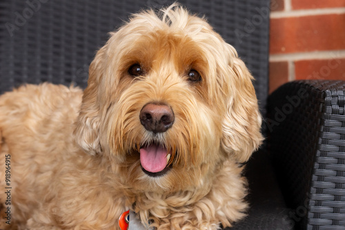 Multigen Goldendoodle