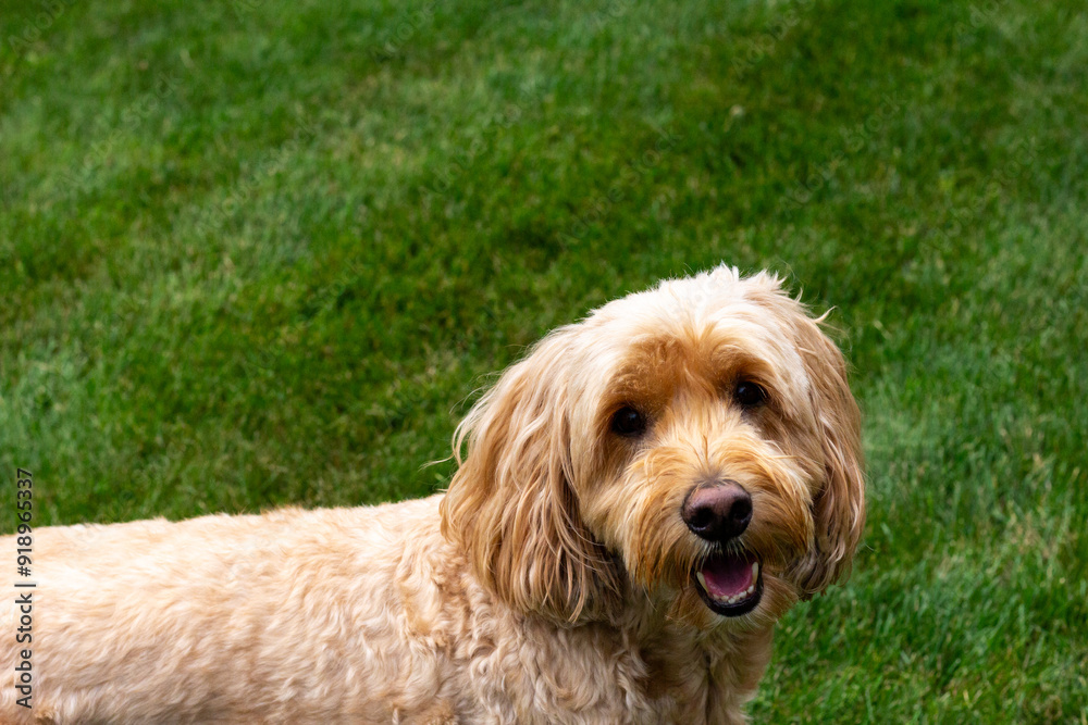 Multigen Goldendoodle Multigen Goldendoodle