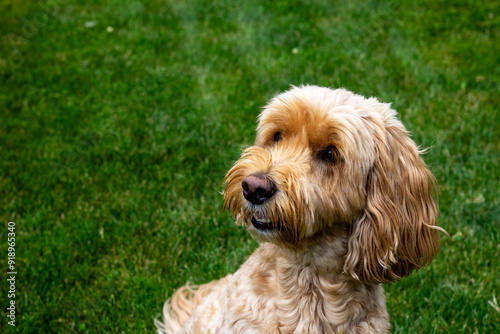 Multigen Goldendoodle