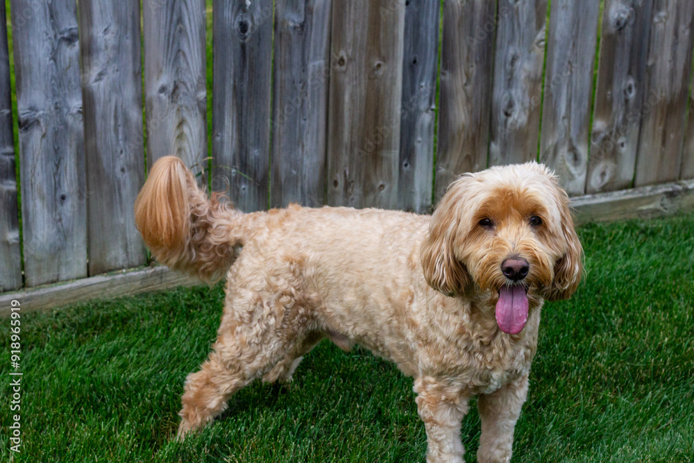 Multigen Goldendoodle Multigen Goldendoodle