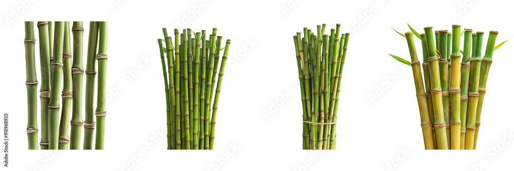 Fototapeta premium Set of Bamboo Stalks isolated on transparent png background