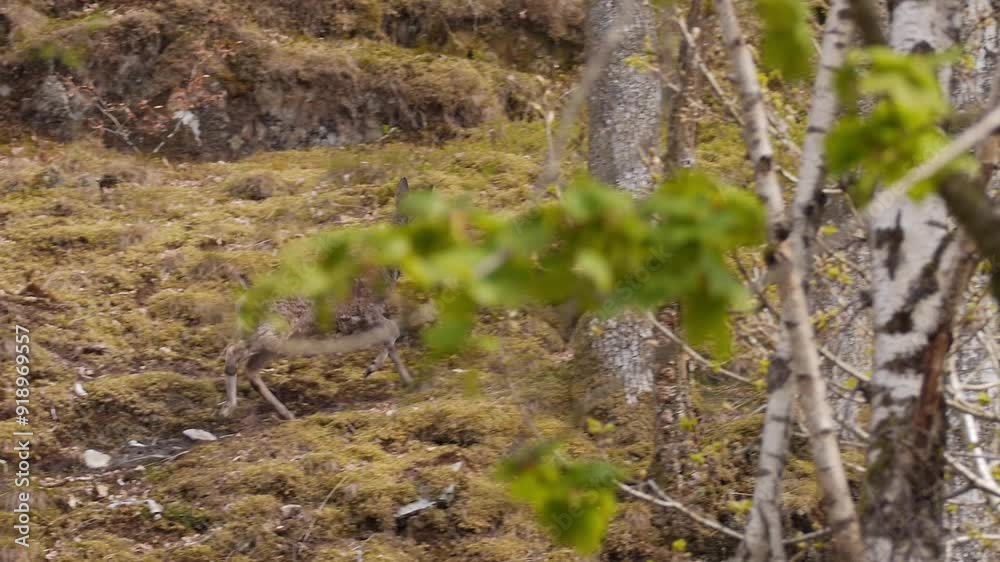 Deer runs through mossy woodland terrain and hides behind trees, tracking wide shot Deer runs through mossy woodland terrain and hides behind trees, tracking wide shot