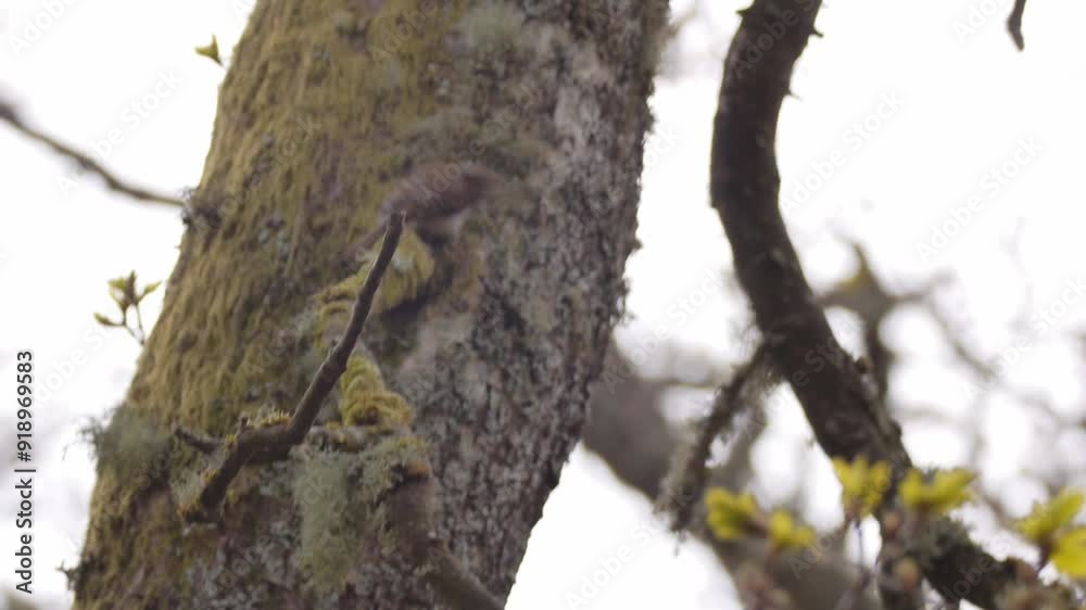 Bird (treecreeper) climbs up mossy tree, tracking mid shot Bird (treecreeper) climbs up mossy tree, tracking mid shot