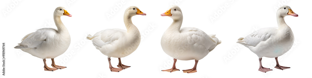 Collection set of white ducks isolated on transparent background Collection set of white ducks isolated on transparent background