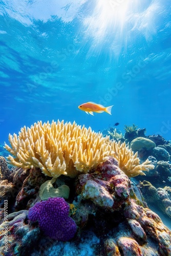 Fototapeta Naklejka Na Ścianę i Meble -  Bright orange fish swims gracefully above vibrant coral reef under sunny ocean waters