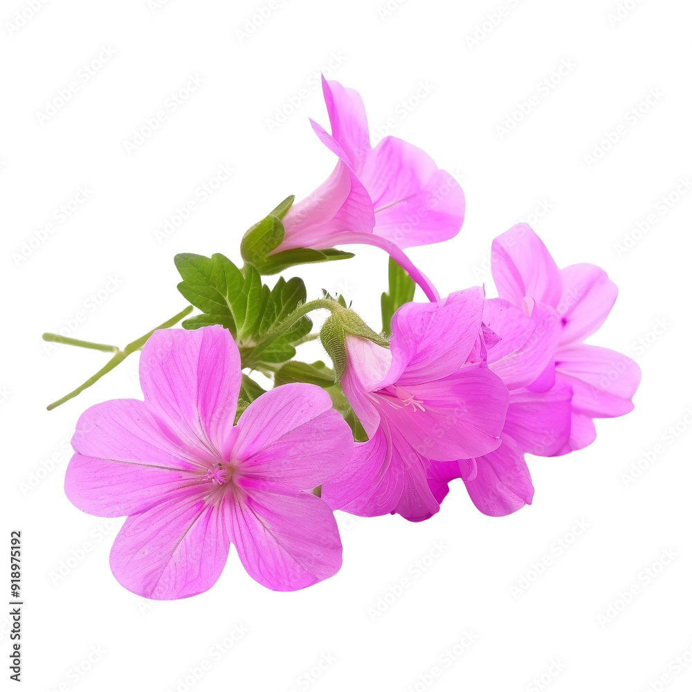 Isolated Pink Geranium Flowers with Green Leaves without Background. Isolated Pink Geranium Flowers with Green Leaves without Background.