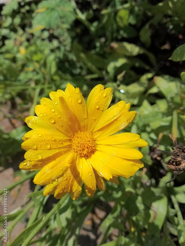 lovely yellow flower with drops of dew lovely yellow flower with drops of dew