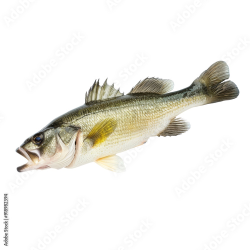 Isolated Freshwater Bass Fish with Clear Transparent Background.