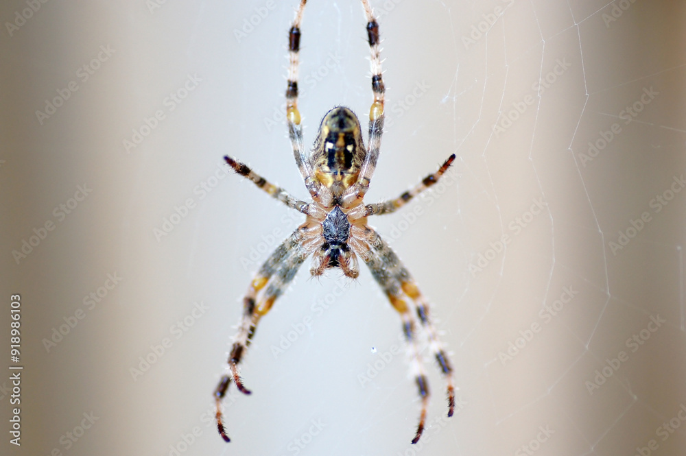 Nahaufnahme Kreuzspinne Araneus mit Beute im Netz Nahaufnahme Kreuzspinne Araneus mit Beute im Netz