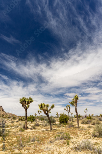 Park Narodowy Joshua Tree