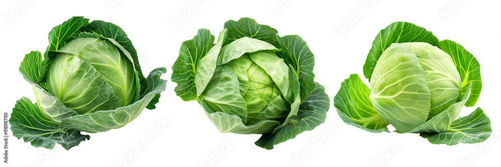 Whole green cabbage heads on transparent background Whole green cabbage heads on transparent background