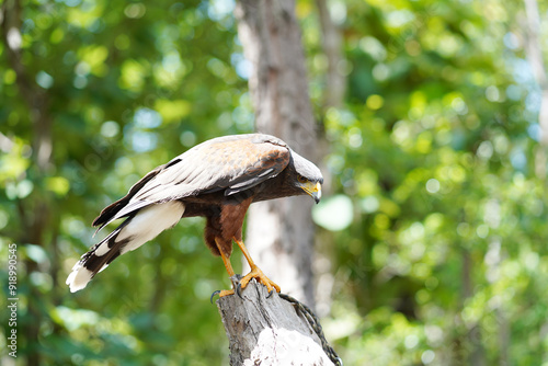 Closeup and side view of Haris's Hawk on timber and blurred of natural forest background. Haris's Hawk is a medium-large bird of prey that breeds from the southwestern United States south to Chile, photo