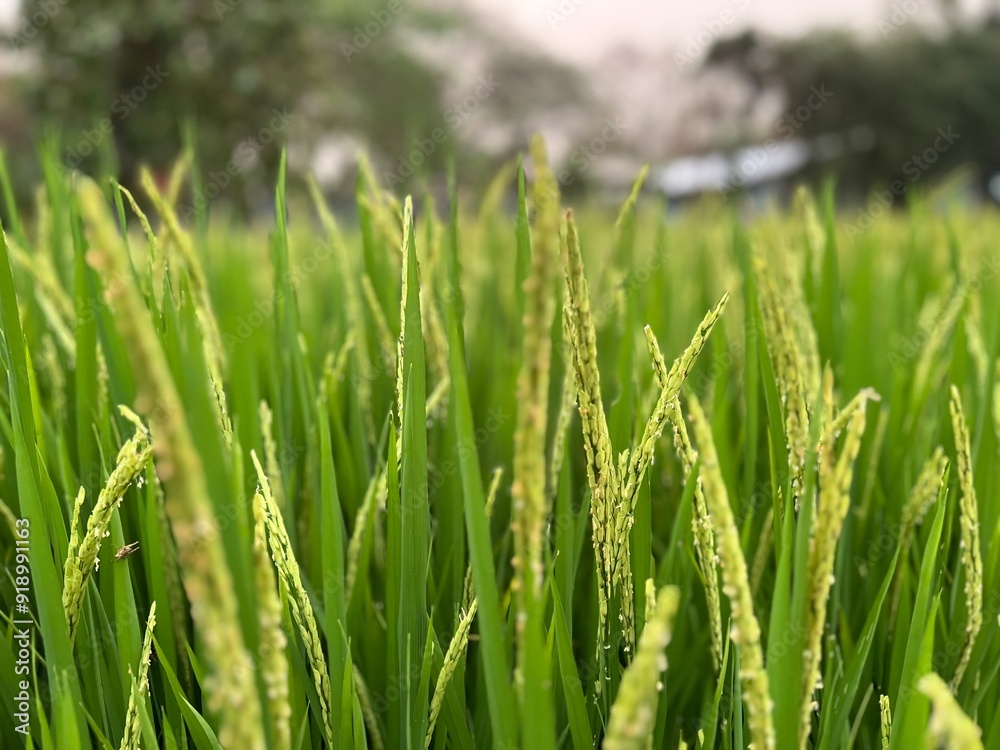 Closeup and macro view of yellow rice plants and ears of rice ready for harvest in a mature rice fields on sunset sky and blurred background. Closeup and macro view of yellow rice plants and ears of rice ready for harvest in a mature rice fields on sunset sky and blurred background.