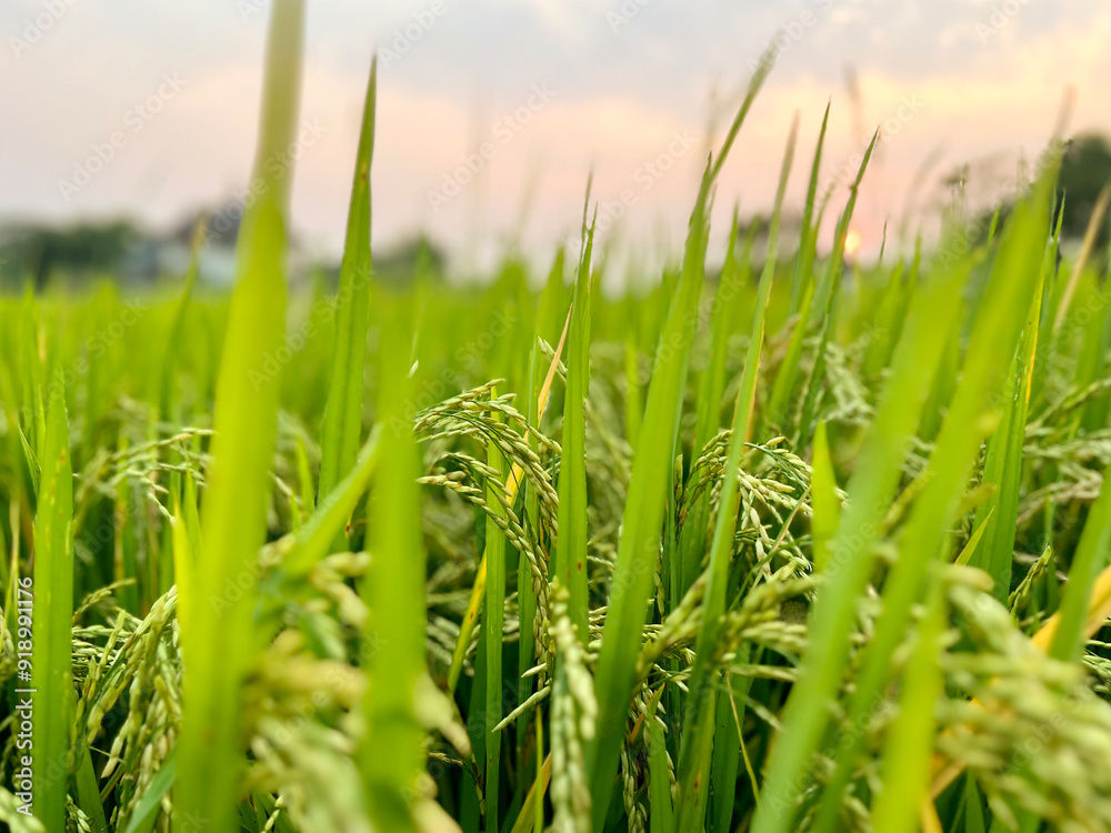 Obraz premium Closeup and crop of yellow rice plants and ears of rice ready for harvest in a mature rice fields on sunset sky and blurred background.