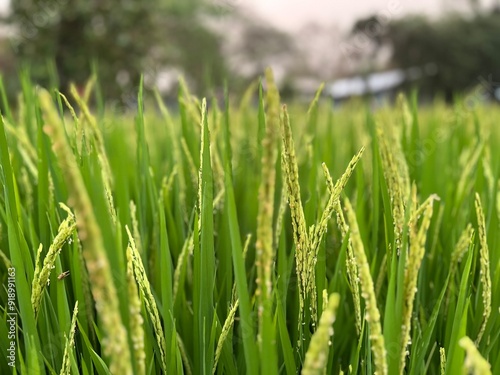 Closeup and macro view of yellow rice plants and ears of rice ready for harvest in a mature rice fields on sunset sky and blurred background.