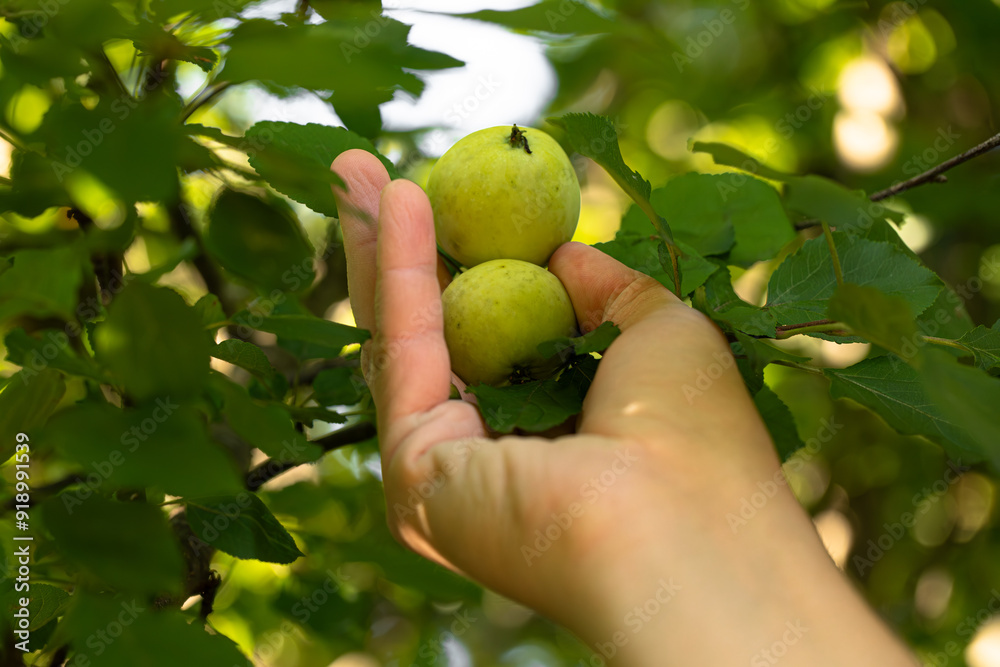apple harvest, a farmer's hand picks apples from the branches of an apple tree, green apples apple harvest, a farmer's hand picks apples from the branches of an apple tree, green apples