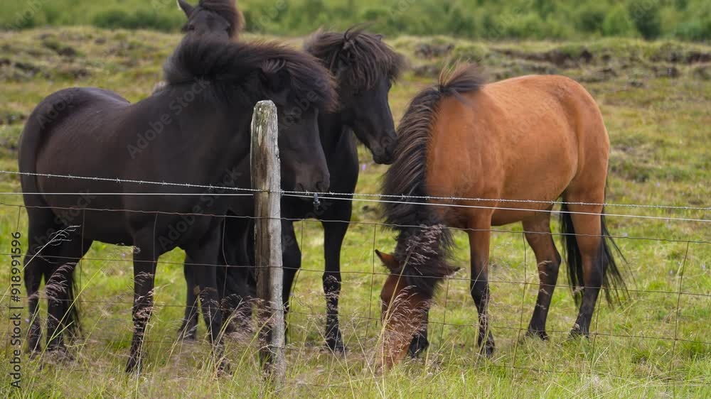 Icelandic horses with flowing manes peacefully graze behind a wire fence, capturing the tranquil beauty of rural life in Iceland.
Icelandic horses with flowing manes peacefully graze behind a wire fence, capturing the tranquil beauty of rural life in Iceland.
