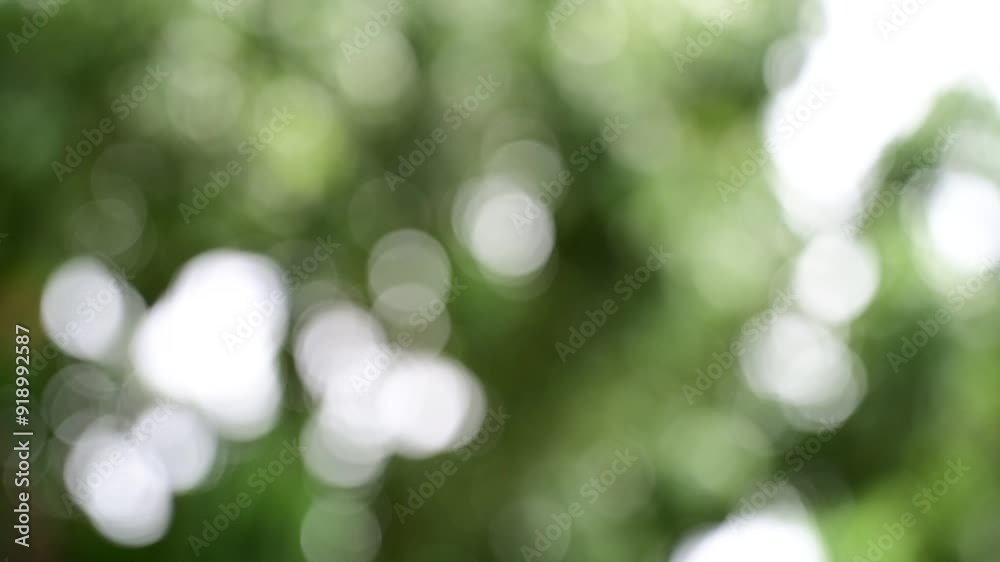 green bokeh background, leave blur background
