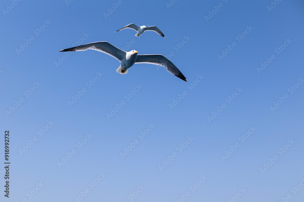 Obraz premium Tow Seagull gull flying, Blue sky. Overcoming adversity