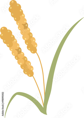 Millet ears cereal agriculture illustration