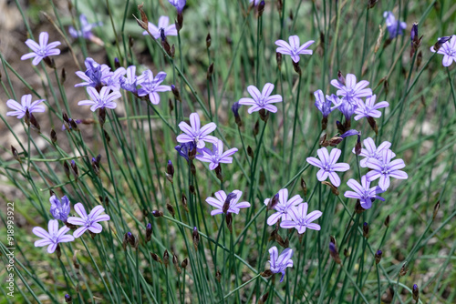 aphyllanthe de Montpellier - Aphyllanthes monspeliensis,  photo