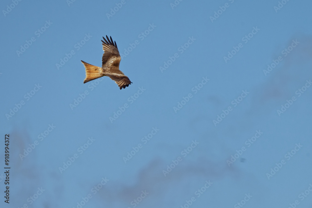 Obraz premium Milan royal - Milvus milvus - rapaces