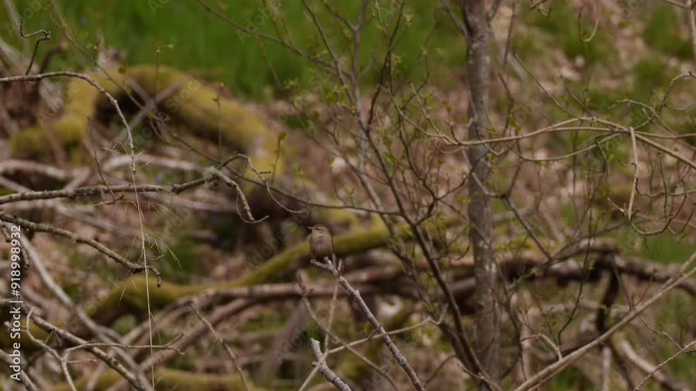 Song biurd (wren) perched on branch sings loudly, dense green woodland, static wide shot Song biurd (wren) perched on branch sings loudly, dense green woodland, static wide shot