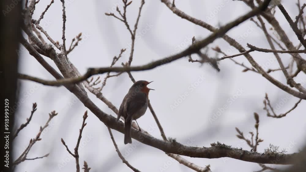 Robin sings in windy conditions from tree branch, static mid shot Robin sings in windy conditions from tree branch, static mid shot
