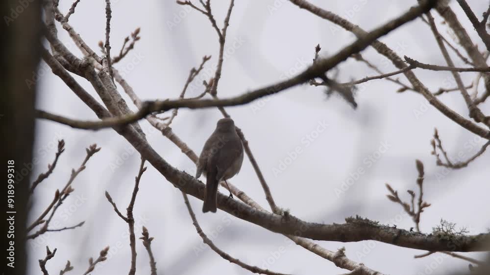 Robin sings from tree branch before flying out of frame, static mid shot Robin sings from tree branch before flying out of frame, static mid shot