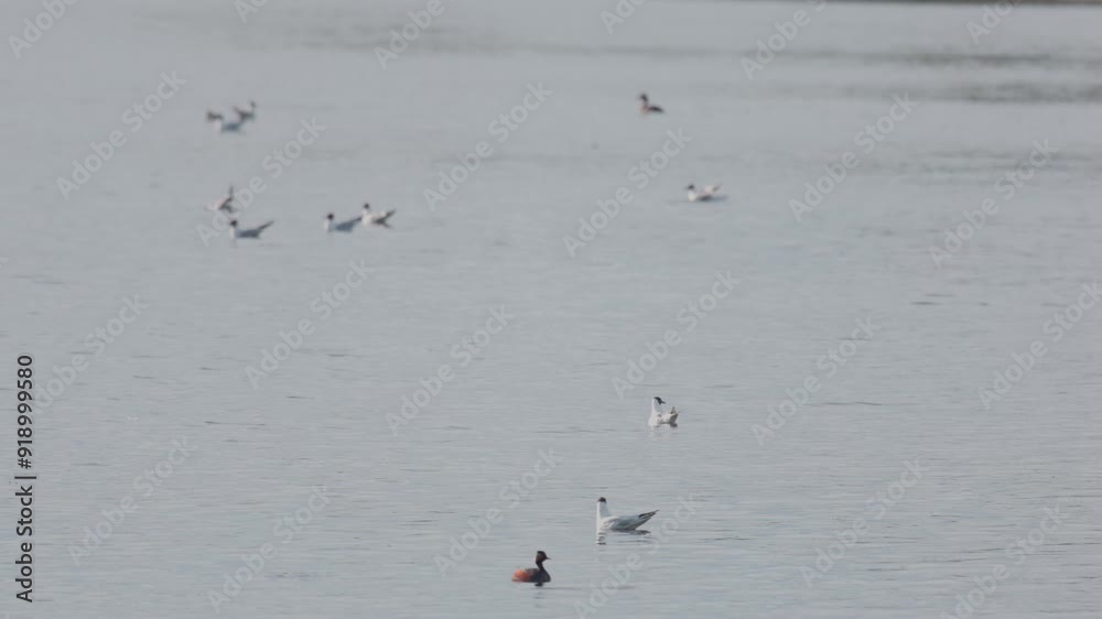 Many river gulls hunt fish in lakes, rivers, and canals. Seagulls fly over the water. Seagulls gracefully glide over the water's surface, their wings casting delicate shadows on the rippling waves.