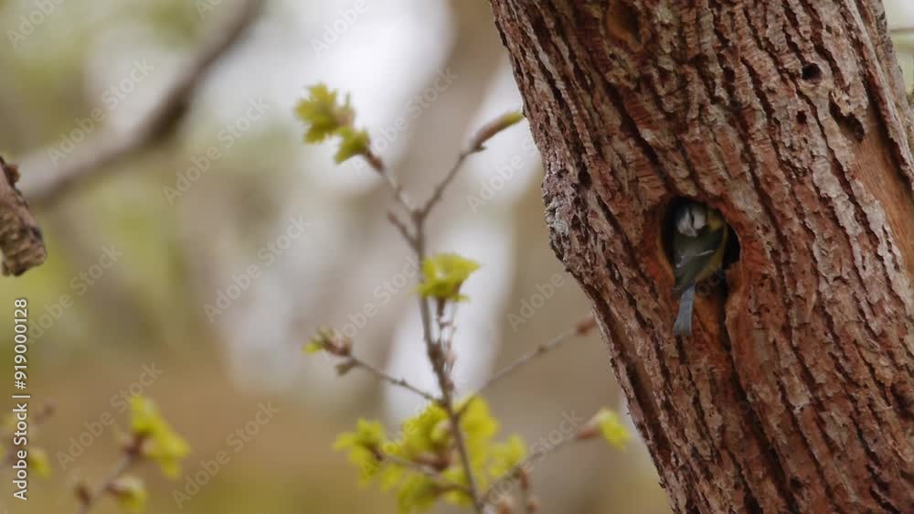 Song bird (bluetit) enters nest in hole in tree, second bird flies across frame, static wide shot