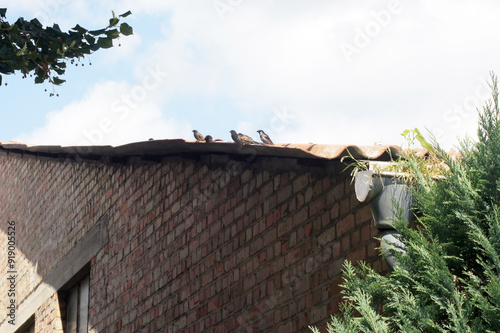 Haussperling Passer domesticus auf dem Dach im Garten photo