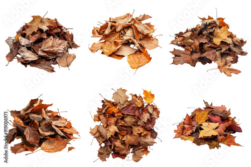 A Collection of Dry, Fallen Autumn Leaves