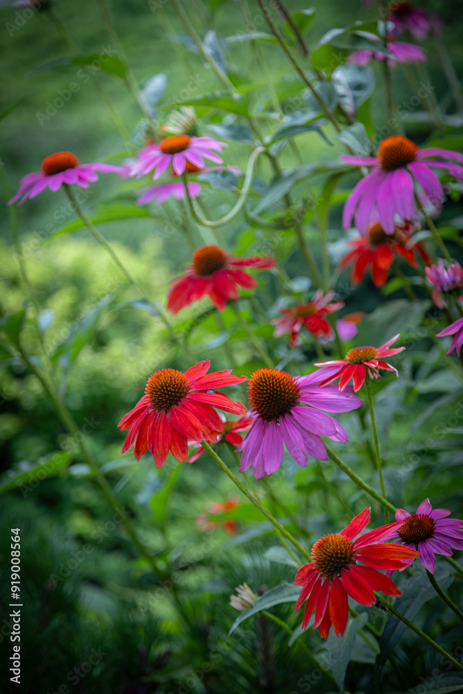 purple coneflower Echinacea purpurea amazing pink flower in summer garden, Garden-Inspired Wallpaper or Desktop Background purple coneflower Echinacea purpurea amazing pink flower in summer garden, Garden-Inspired Wallpaper or Desktop Background