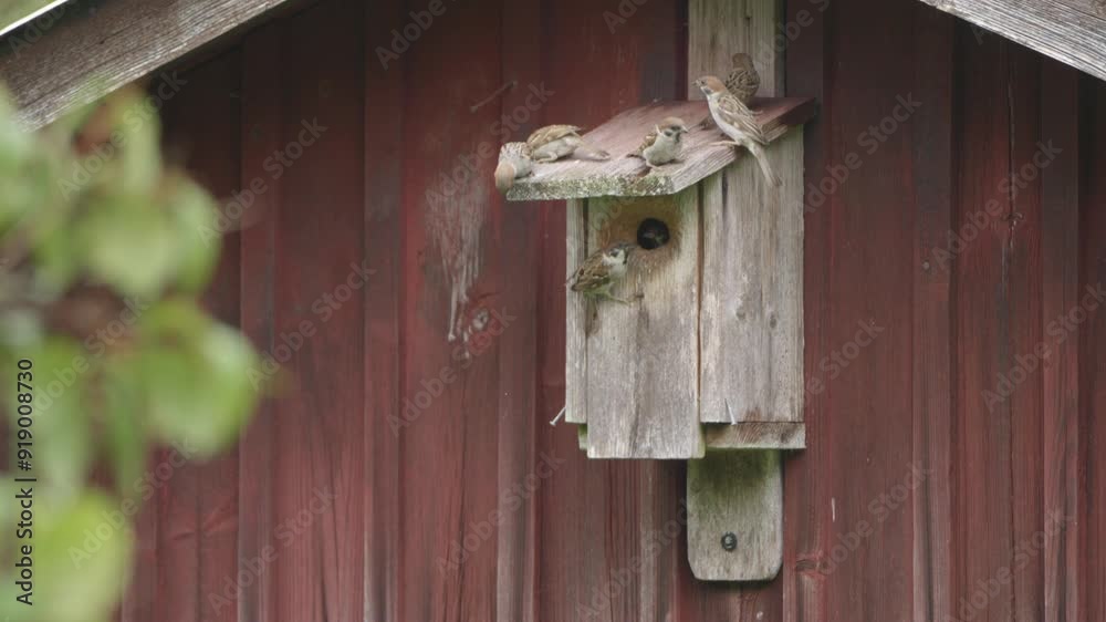 Eurasian Tree Sparrows, Family Bonding at the Birdhouse, Close Up Eurasian Tree Sparrows, Family Bonding at the Birdhouse, Close Up