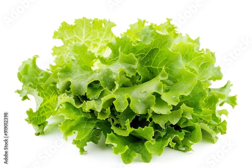 Lettuce isolated on a white background photo