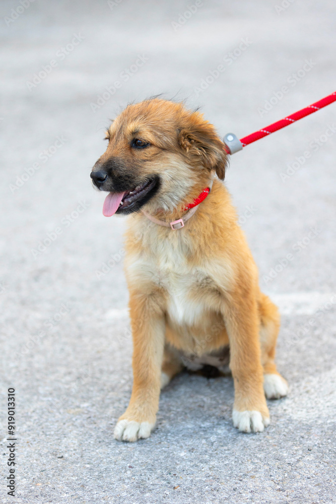 Red mutt puppy dog sitting outdoor. Mixed-breed Red mutt puppy dog sitting outdoor. Mixed-breed
