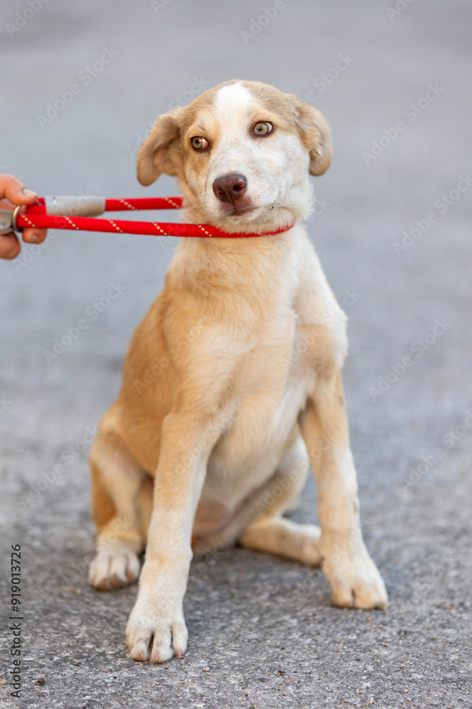 Red mutt puppy dog sitting outdoor. Mix Breed Red mutt puppy dog sitting outdoor. Mix Breed