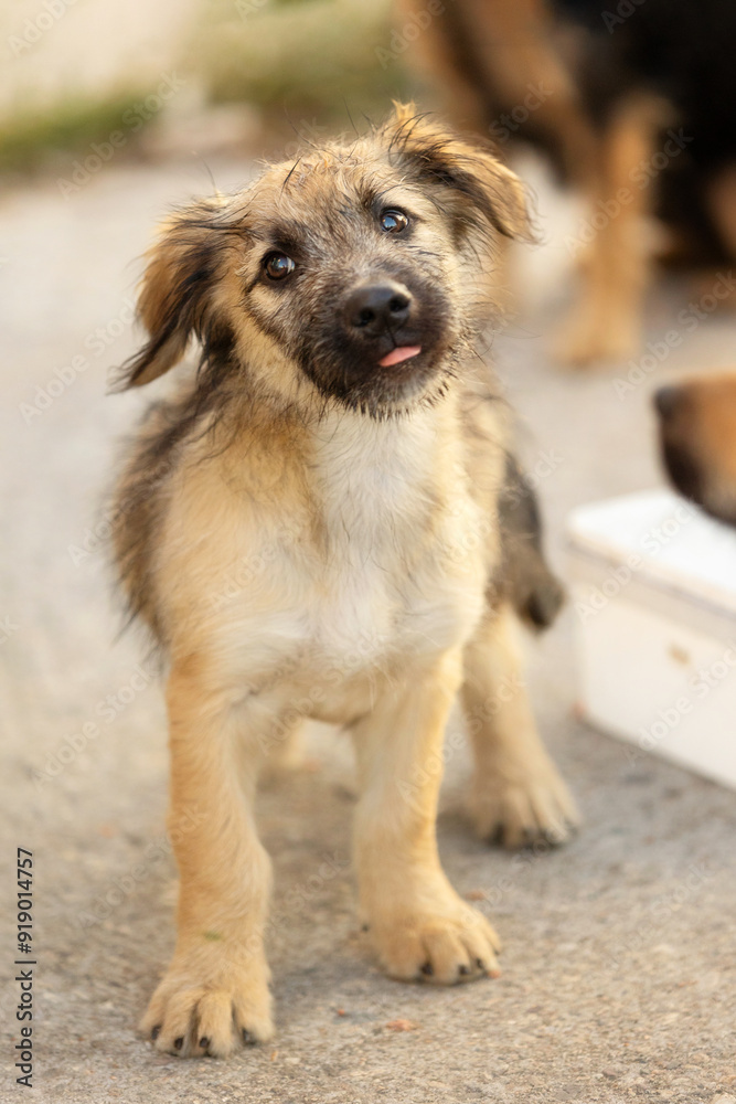 Red mutt puppy street dog standing outdoors Red mutt puppy street dog standing outdoors