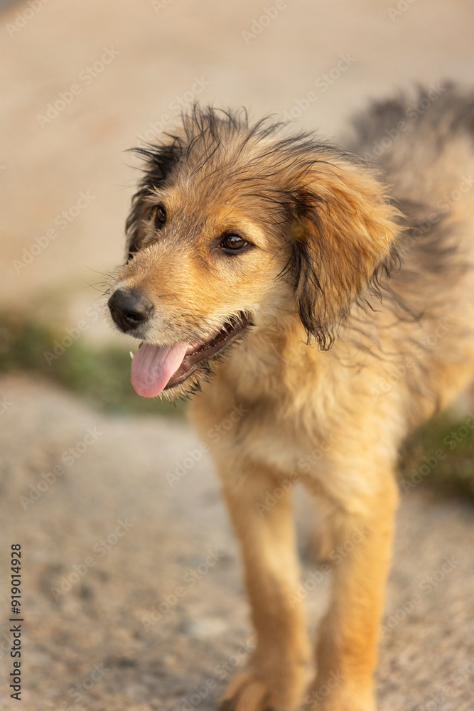Red mutt puppy street dog standing outdoors Red mutt puppy street dog standing outdoors