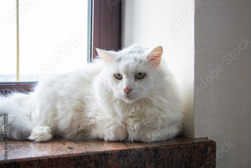 A white cat is relaxing peacefully on the windowsill