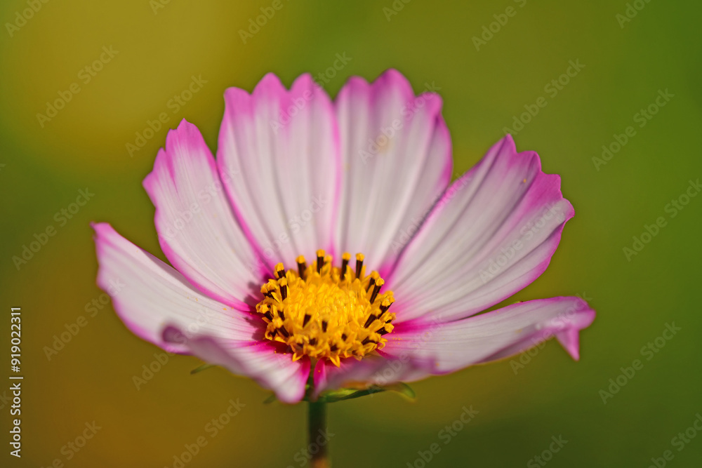 Cosmea, flower on a green, blurred background Cosmea, flower on a green, blurred background