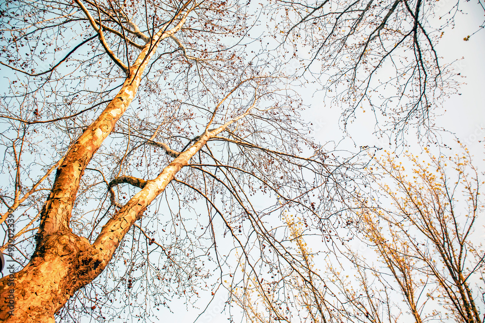 Obraz premium trees and blue in the autumn