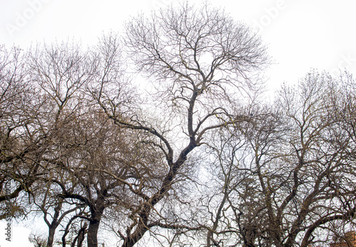 tree against to white sky in winter