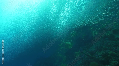 Glowing sardines swim above coral reef creating school photo