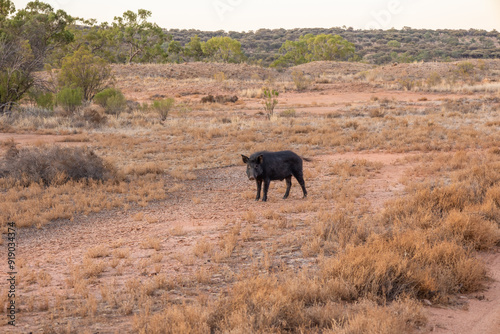 Fotografía A lone feral pig alert to danger as it watches the photographer with curiosity and suspicion in the mulga and grassland environment of the semi arid Currawinya National Park in Queensland, Australia