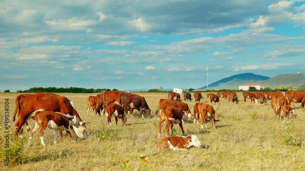 A peaceful rural scene with cows grazing in a green meadow under a blue sky A peaceful rural scene with cows grazing in a green meadow under a blue sky