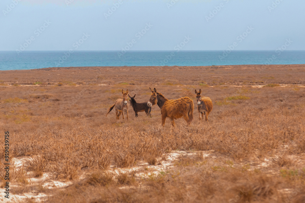 Obraz premium donkeys in the field