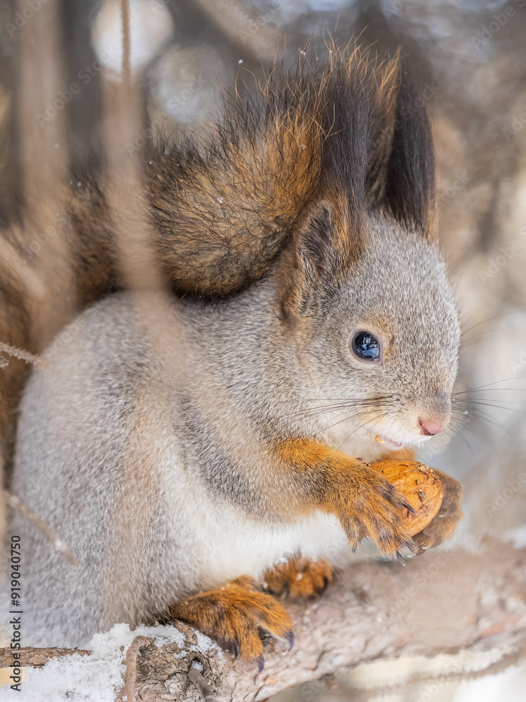 The squirrel with nut sits on tree in the winter or late autumn The squirrel with nut sits on tree in the winter or late autumn